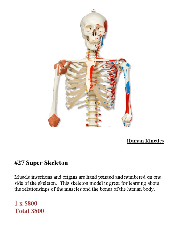 Super Skeleton Model for Anatomy Study | PDF