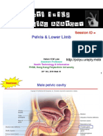 Pelvis & Lower Limb: Session ID