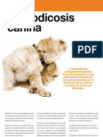 AV_30_Demodicosis canina
