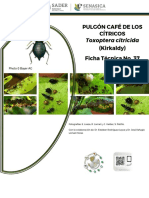 Pulgón Café de Los Cítricos (Kirkaldy) Ficha Técnica No. 37: Toxoptera Citricida