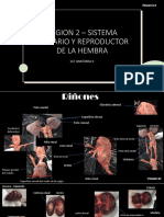 Region 2 - Sistema Urinario y Reproductor de La Hembra