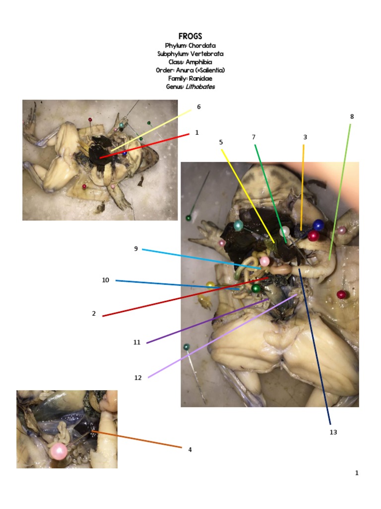 Frogs Phylum Chordata Subphylum Vertebrata Class Amphibia Order