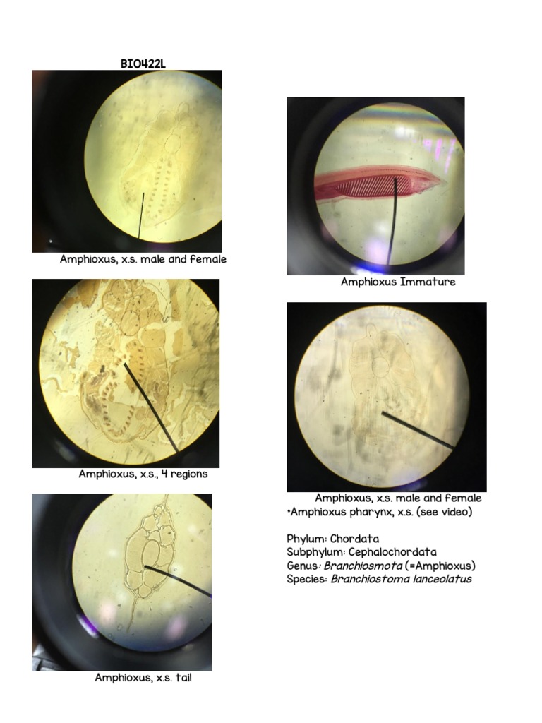Amphioxus Anatomy and Classification | PDF | Science & Mathematics