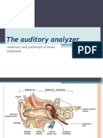 The Auditory Analyzer: Anatomy and Pathways of Sense Analyzers