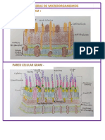 PDF Barreas Microorganismos y Pamps