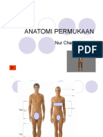 Anatomi Permukaan