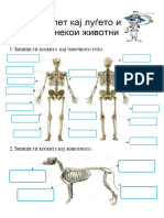 -Скелет кај луѓето и кај некои животни
