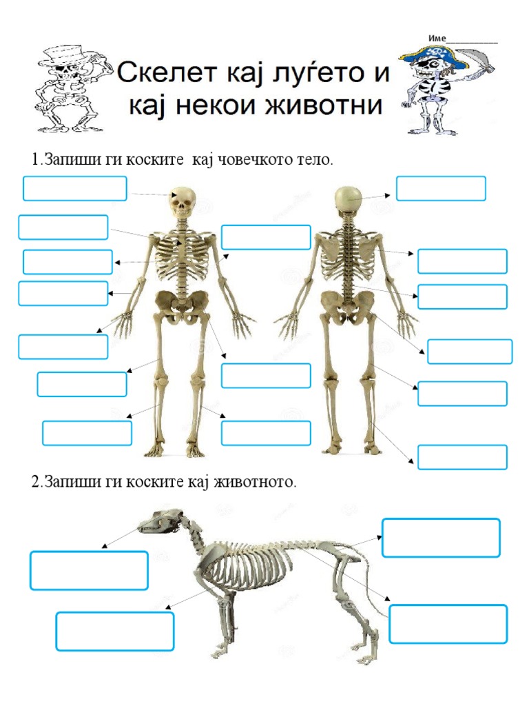 -Скелет кај луѓето и кај некои животни | PDF