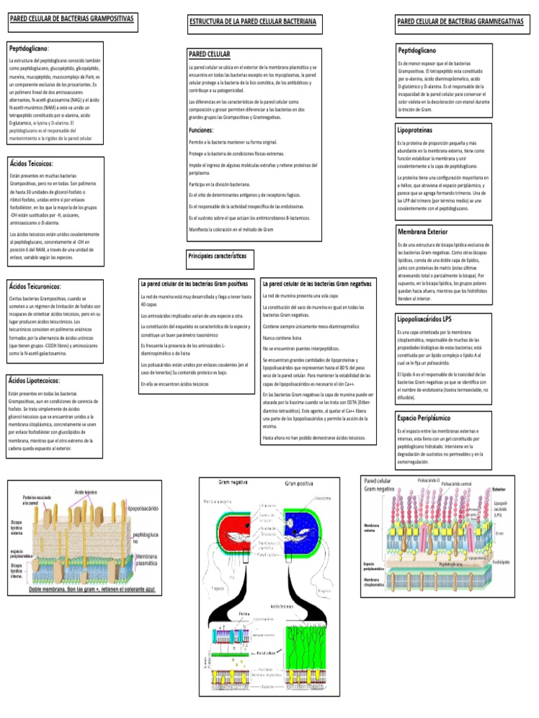 Estructura de la Pared Celular Gram- Negativa | PDF | Bacterias Gram ...