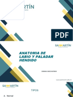 Anatomia Labio y Paladar Hendido