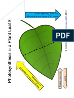 Photosynthesis 3d Model - For Communication