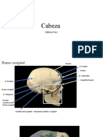 Anatomia de La Cabrza