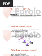 Biologi Tingkatan 5 Bab 3 Rangsangan Gerakbalas Ms En Neuron Kidney