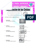 Ficha Clasificacion de Las Celulas Para Quinto de Primaria