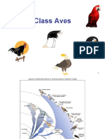 Class Aves Notes 2013
