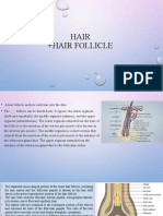 Hair Follicle Anatomy and Structure