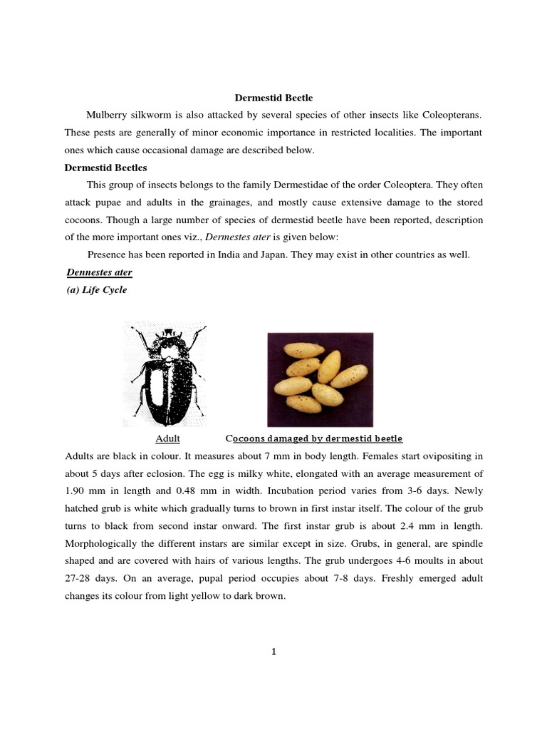 Dermestid Beetle: A Pest That Damages Stored Cocoons and Dried Pupae of