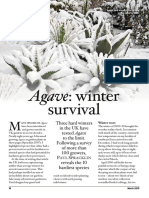 Agave: Winter: Survival