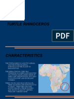Rhino Turtle