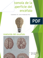 Anatomía del encéfalo humano