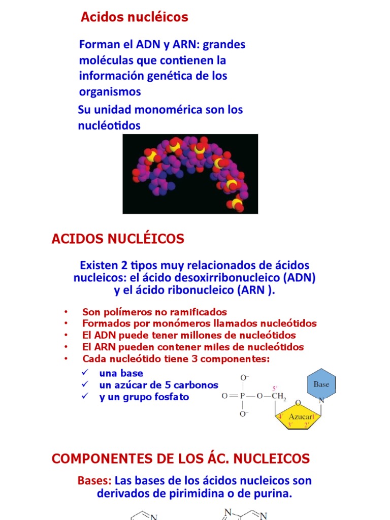 Clase ADN y ARN | PDF | Rna | Ácidos nucleicos