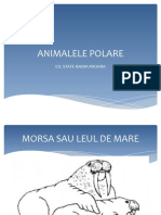 Animalele Polare