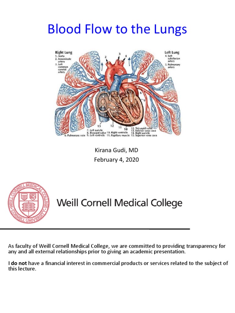 Understanding Lung Blood Flow Dynamics | PDF | Blood Vessel | Lung