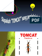 Tomcat