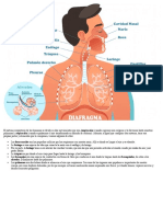 Sistemas Respiratorio, Digestivo y Circulatorio