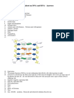 Worksheet On DNA and RNA Answers