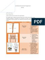 Clasificación de Los Huesos Del Cuerpo Humano