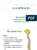 Medulla Spinalis: Department of Anatomy Hasanuddin University