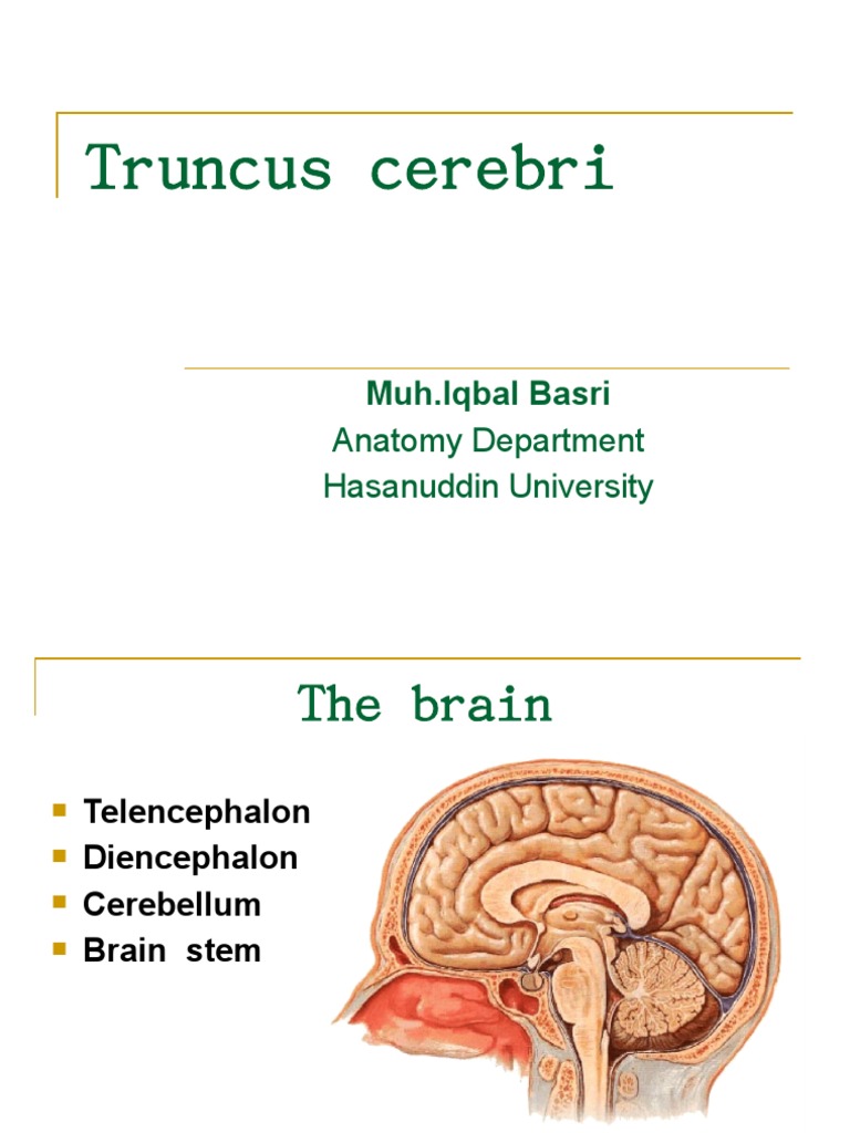 Truncus Cerebri: Muh - Iqbal Basri | Download Free PDF | Brainstem ...
