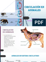 CIRCULACIÓN EN ANIMALES 7°