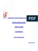 departamento-de-anatomia-y-embriologia-humana-musculos-del-miembro-inferior-guiones-de-consulta-anatomia-humana-i-profesor-jesus-ambrosiani-fernandez-sevilla-marzo-de-musculos-de-la-re