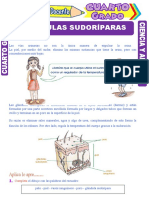 Glándulas Sudoríparas para Cuarto Grado de Primaria