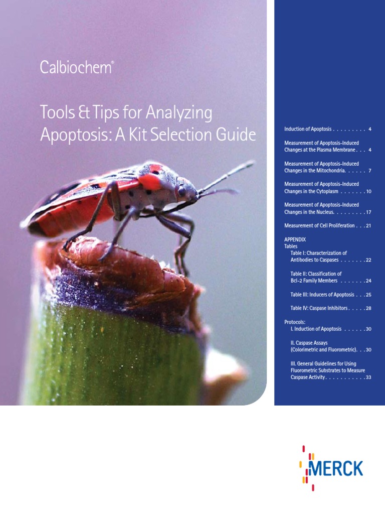 Tools & Tips For Analyzing Apoptosis: A Kit Selection Guide | PDF ...