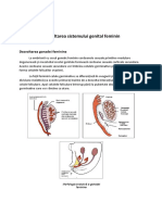 Dezvoltarea Organelor Genitale