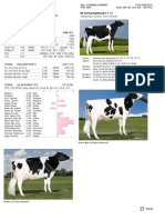 Dairy Bull - 551HO03442 - MR Spring Nighthawk-ET