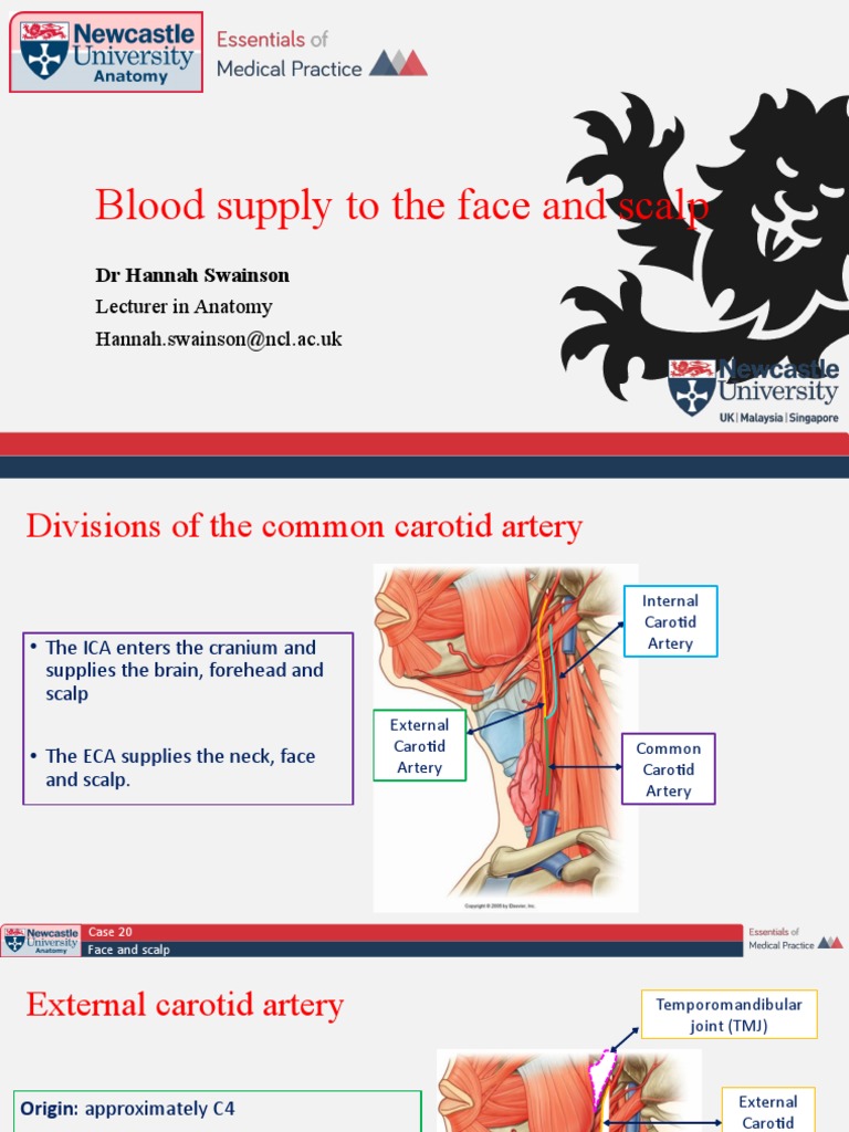 Blood Supply to Face and Scalp | PDF | Common Carotid Artery | Human ...