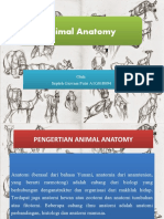 Animal Anatomy