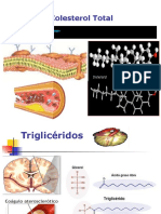 Perfil Lipidico