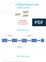 Identical Reproduction and Cell Cycle