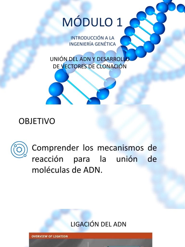 Ligación de ADN y Vectores de Clonación | PDF | Adn Ligase | Biotecnología