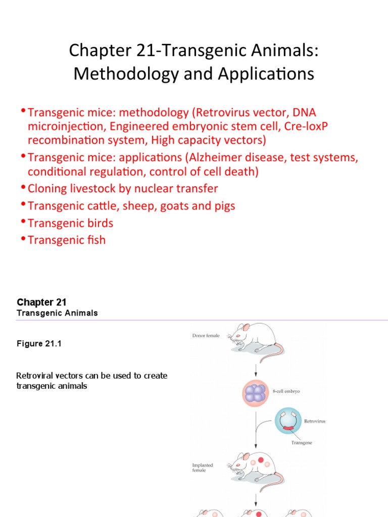 Chapter 21-Transgenic Animals: Methodology and Applications | PDF ...
