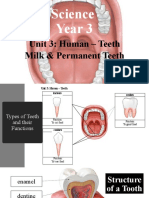 Science Year 3 Human Teeth Milk and Permanent Teeth