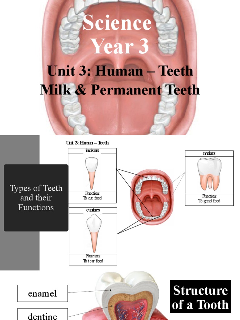 Human Teeth: Types and Functions | PDF