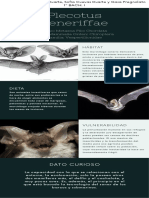 PLECOTUS TENERIFFAE - Diego Andrés Cuevas Duarte, Sofía Cuevas Duarte y Gaia Pregnolato