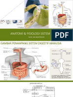 TM-1 Anatomi - Fisiologi - Sistem - digestif-IKA