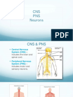 CNS PNS Neurons